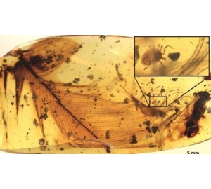 Ученые нашли клеща-«дракулу», заточенного в янтаре 100 миллионов лет назад