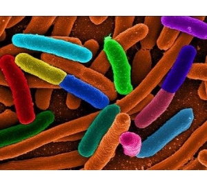 Учёные разглядели, как бактерии «воюют» между собой