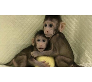 Генетики из Китая впервые клонировали обезьяну по методике «овечки Долли»