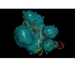 Как исправить человека. CRISPR/Cas9: новейшая система генной модификации, которая обещает изменить нашу жизнь
