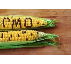 Генетически модифицированную кукурузу назвали полезной для здоровья