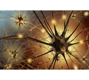 «Белок болезни Паркинсона» оказался нужен для нормального развития мозга