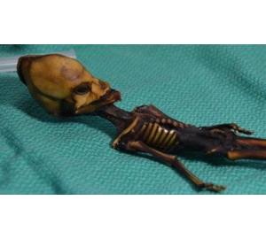 Ученые расшифровали ДНК миниатюрного «пришельца» из пустыни Атакама