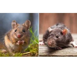 Мыши замирают, чувствуя слезы крыс