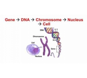 Почему клетки, имея одинаковый генокод, работают по-разному
