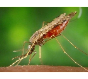 Запах зараженного малярией человека привлекает к нему комаров