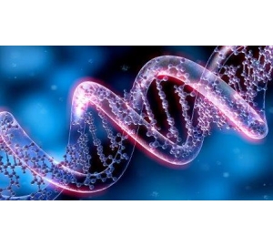 Нестандартные структуры ДНК станут наноконтейнерами для лекарств