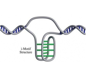В клетках человека нашли новую форму ДНК