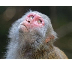 Отключение гена в печени обезьян снизило уровень холестерина в их крови