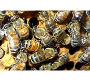 У одной пчелиной семьи может быть до пятидесяти разных отцов