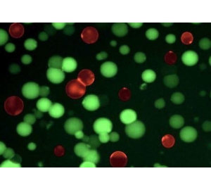 Биологи создали синтетические клетки–«франкенштейны» для охоты на микробов