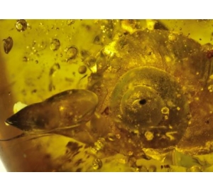 В янтаре обнаружили улитку возрастом 99 миллионов лет